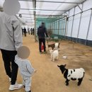 금계 농장 | [포천] 우리농장 아기랑 가볼만한곳 비오는날 방문후기 주차 동물체험