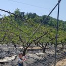 다은이 농장 이미지