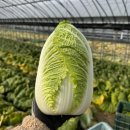 미원슈퍼 | [집밥] 제피김치 만들기