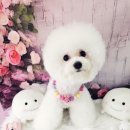 MY DOG GROOMING 이미지