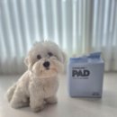 똥싼 강아지 | 강아지배변패드 대형 실사용 추천 스탠다드190 제품 사용 이유