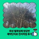 산업단지로 | 화성 벌목업체 양감면 제약단지로 전지작업 후기