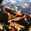 안성비단잉어 이미지