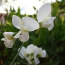 스위트피(sweetpea) 이미지