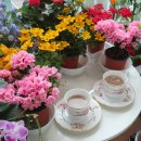 좋은 글 용인 날씨 포근 무료 이미지 사진 월요일엔 예쁜 카페 커피 맛집 베란다정원에 피는 꽃 이미지