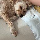 앨리스in동물병원 | 월성동 동물병원 : 엘리스in동물병원