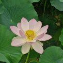 번암리 조천연꽃공원1 | 20250707 세종 조치원 연꽃 명소 기차가 지나가는 조천연꽃공원