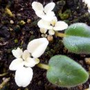 도도버드 이미지