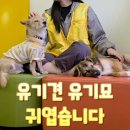 화성시자원봉사센터 3층 봉사단체실 | 수원 유기견 '경기도반려동물입양센터' 자원봉사 후기, 신청 방법(오전/오후/장기봉사자)