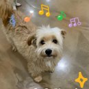 복슬강아지 이미지