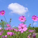 코스모스 이미지