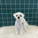 살롱드댕댕 이미지