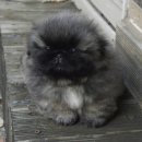 펠리체 페키니즈 이미지