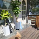 벨라 펫 살롱 이미지