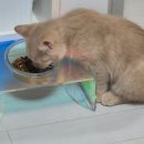 실이 그루밍 이미지