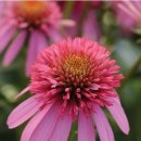 스쿱(SCOOP) 이미지