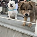 서동 펫스파 이미지