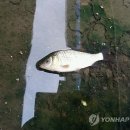 삼락천 1호교 이미지