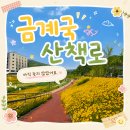 율하천자전거길 | 대구 가볼만한 곳 율하천 금계국 산책｜아직 안늦었어요 걷기 좋았던 노란 꽃길