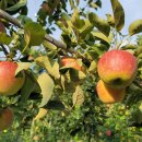 김정기 농장 이미지