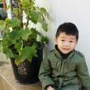 더부리공원 Daum카페