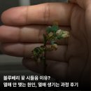 수정열매 | 블루베리 꽃 시들음 이유? 열매 안 맺는 원인, 열매 생기는 과정 후기