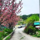 퍼피애견 이미지