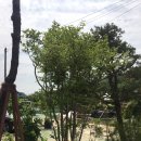 송림조경 - 안산시 단원구 독주길 5 | 송림조경