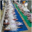7월 16일(월) 목포는항구다 생선카페 판매생선[ "강력추천" 민어, 참돔 / 생물 고등어 ] 이미지