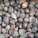 동백씨 동백기름 동백묘목 녹차가루나눔합니다 이미지