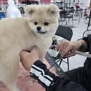 애견미용사 3급 자격증 과정 2 이미지