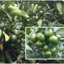 오부자농장 이미지