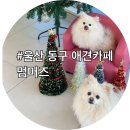 멈머즈 이미지