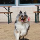 고봉로658번길 | 하울픽스 고양 일산 실내 애견카페 추천