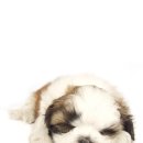 이삭애견훈련소 이미지