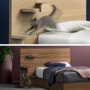 에이스 캣 이미지