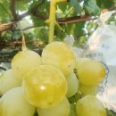 도양농장 이미지