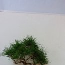 수림전국꽃배달 이미지