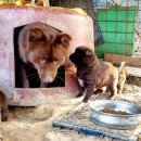 금옥이네 이미지