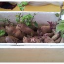 덕암농원 이미지