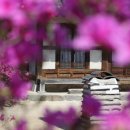 봄이오는날 Daum카페