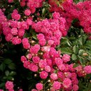 도로시(Dorothy) 이미지