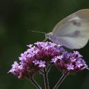 노랑나비 이미지