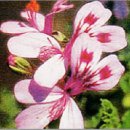 허브향기 이미지