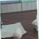 함께 있어줄개 이미지