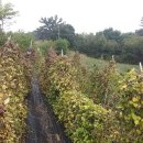 더덕농장 이미지