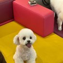 세종애견미용 이미지