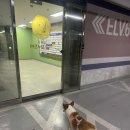 다다펫스파 이미지