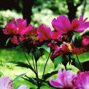 peony