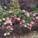 기미만세공원 이미지